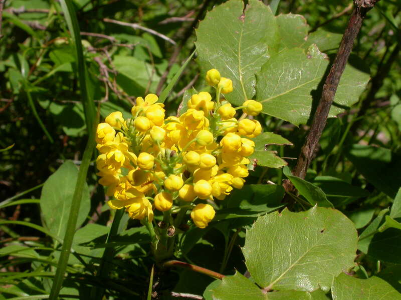 mahonia repens