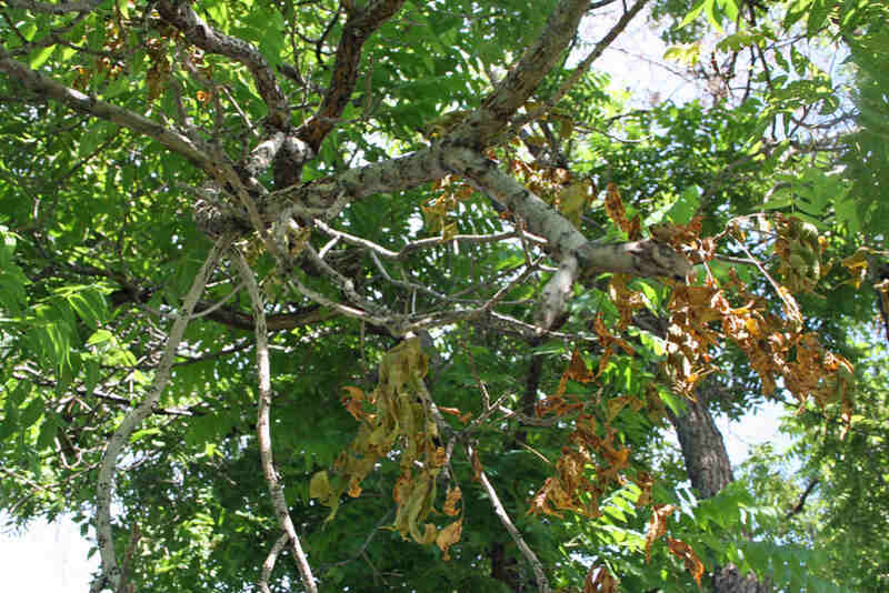 A tree  with a thousand canker disease in a lawn