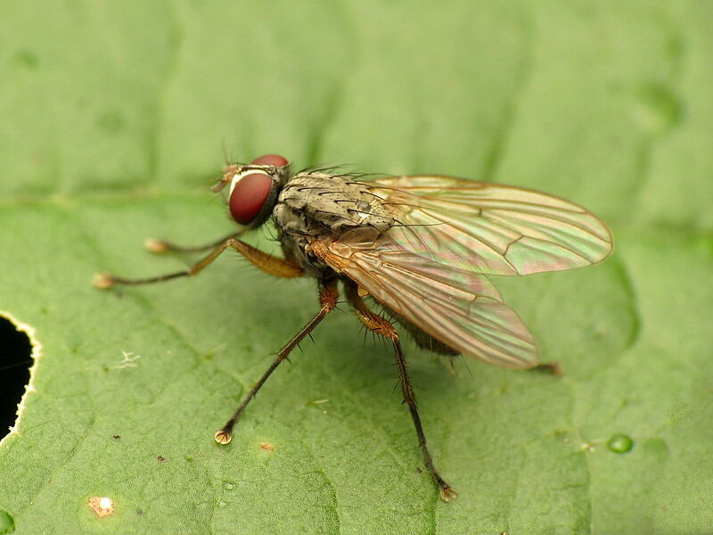 closeup of a fly