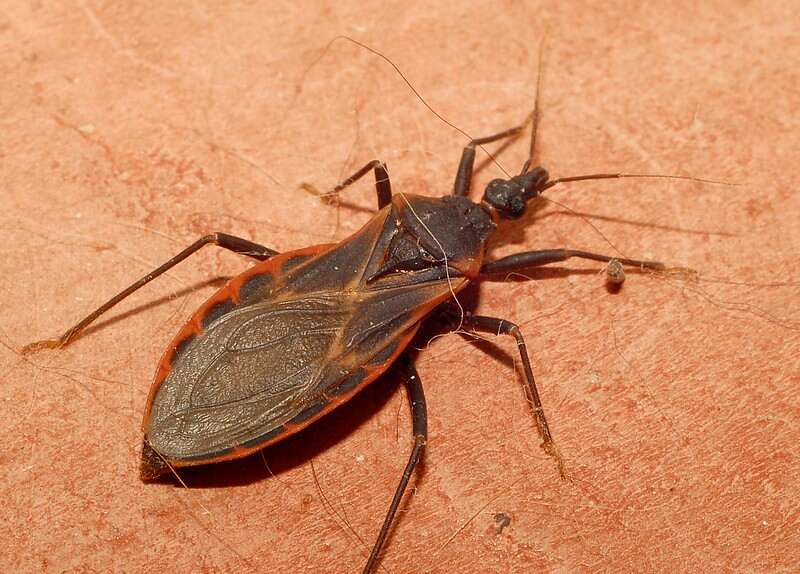 A picture of kissing bug with skin background