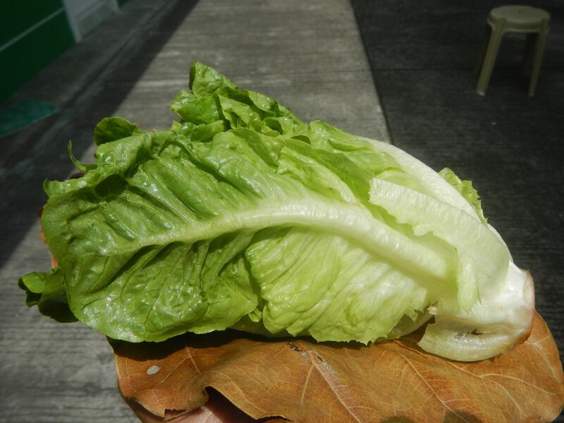 Romaine_lettuce