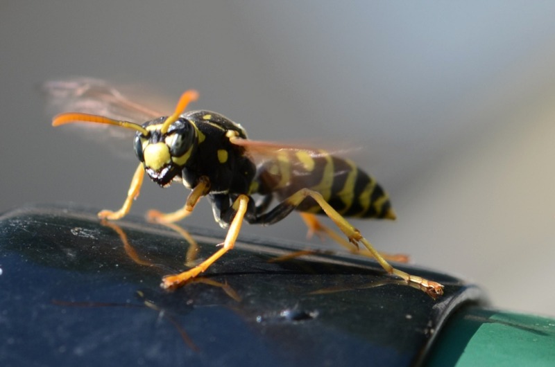 wasp
