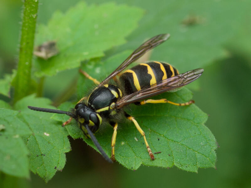 yellowjacket wasp