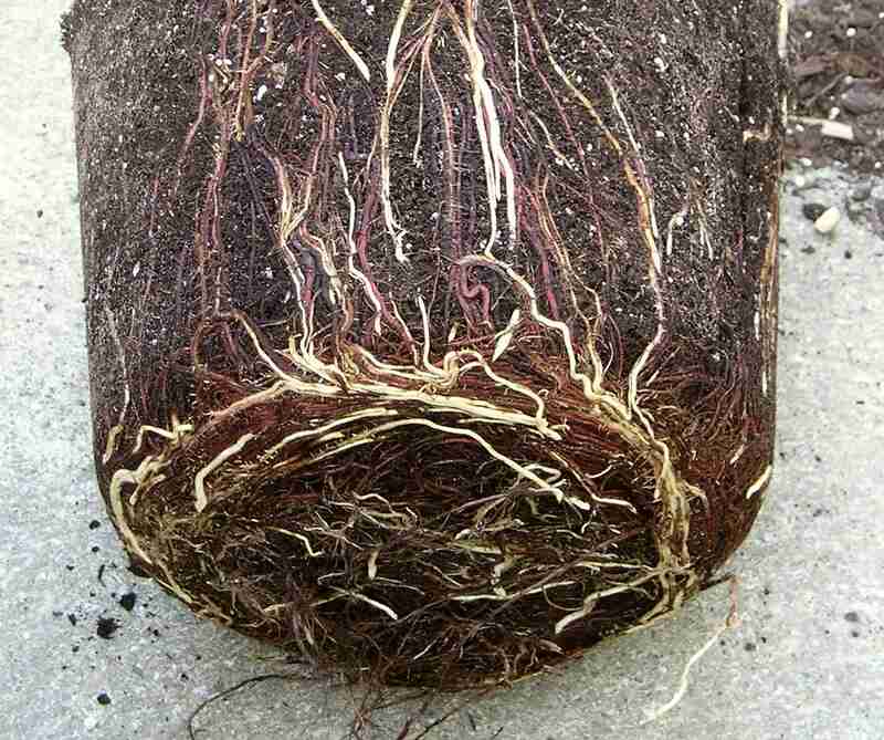 circling roots of a plant