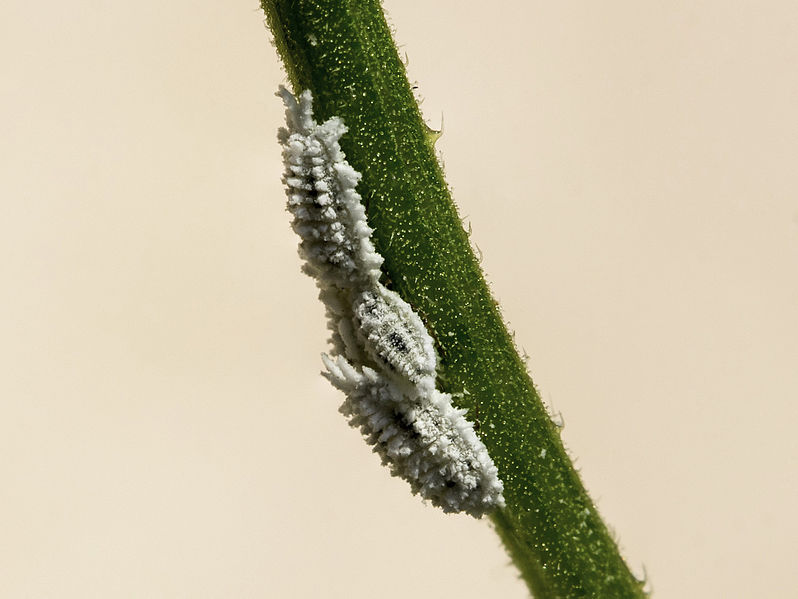 Mealybugs_of_flower_stem_Yogyakarta_