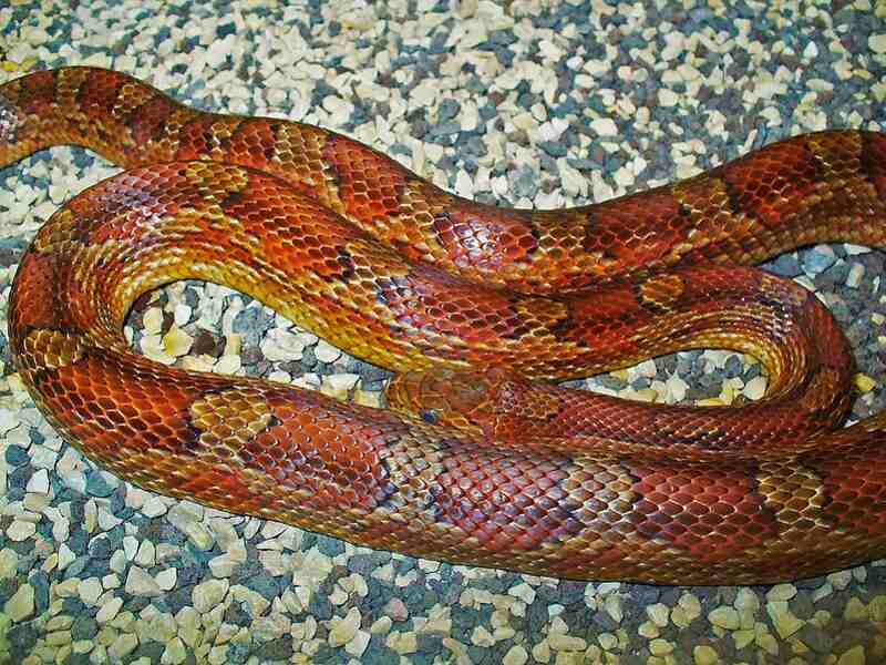 corn snake