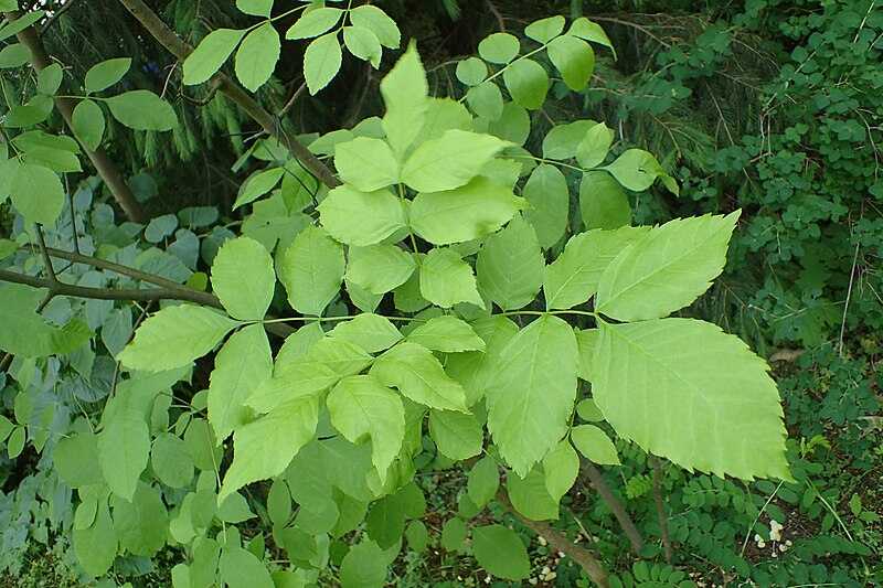 Fraxinus texensis