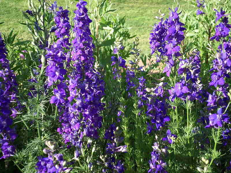 Purple colored Larkspur plant in a lawn