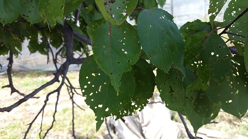 A tree with shot hole disease 