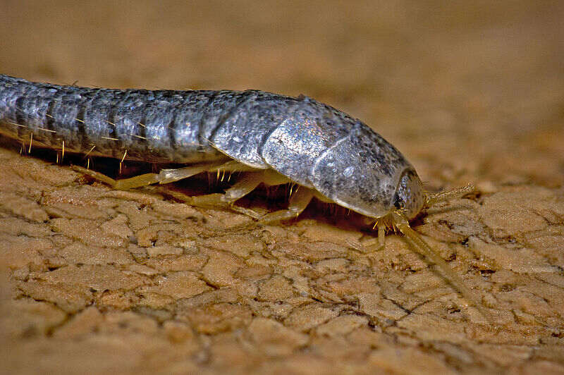 A silverfish moving on brown soil