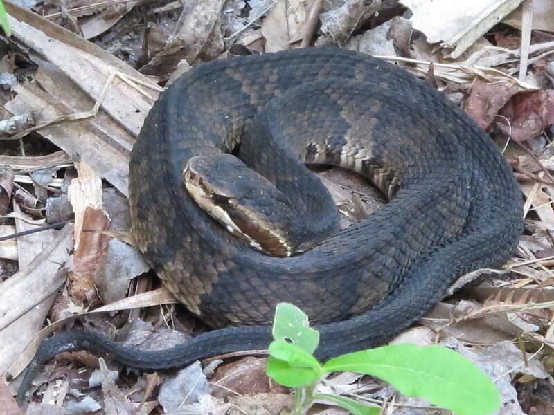 Cottonmouth snake