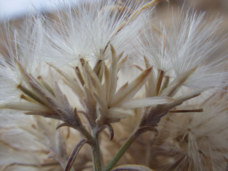 rabbitbrush