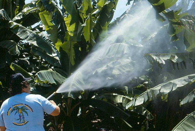 A man spraying pesticides on plants