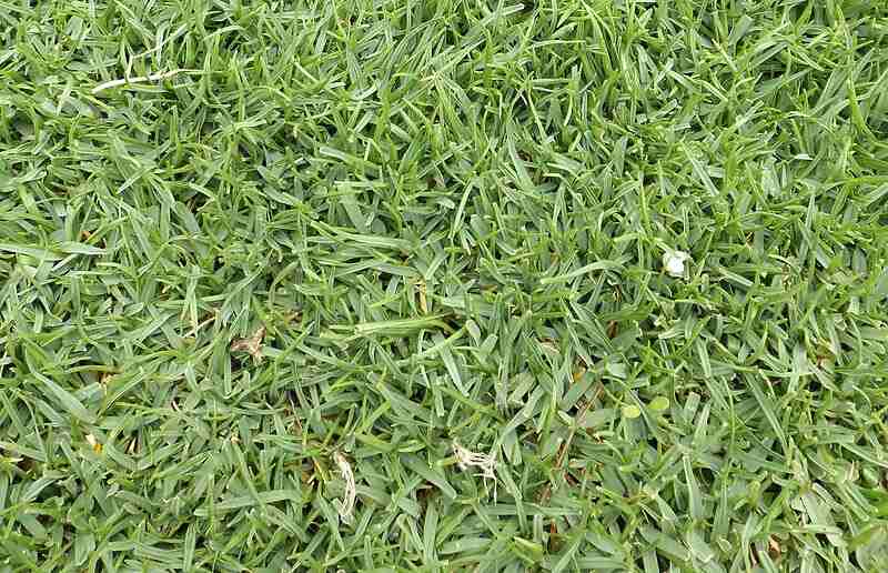 Native bentgrass