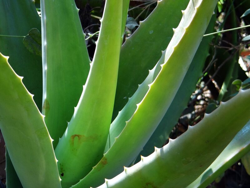 Close up of aloe plant