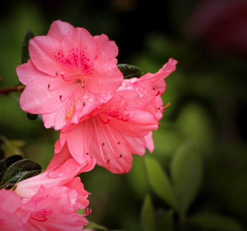 Azaleas