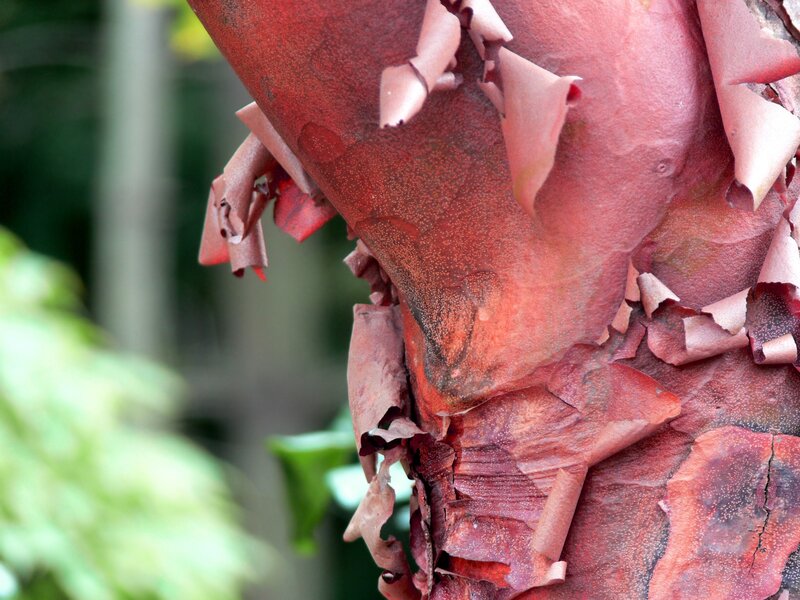 red bark falling off the tree