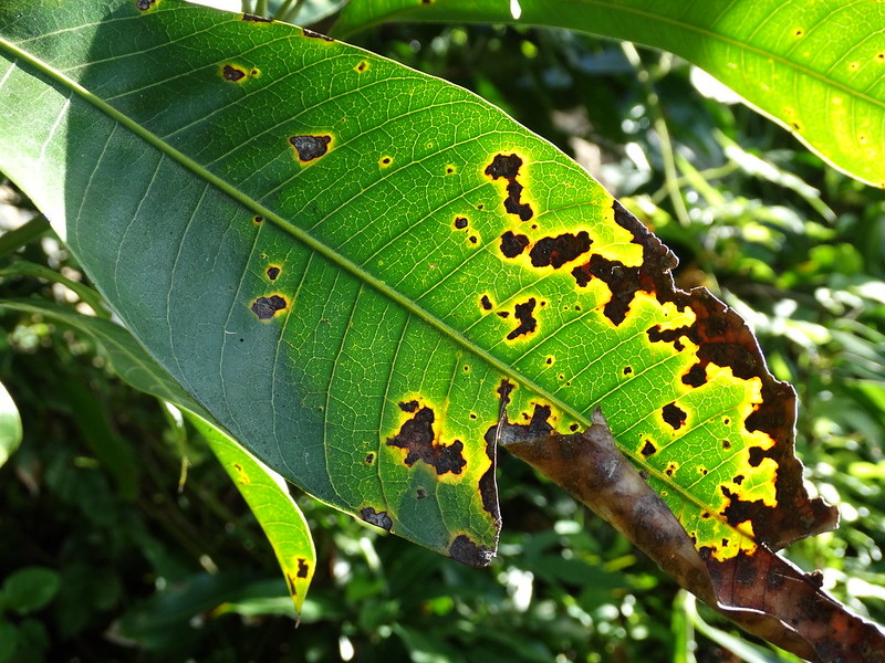 Black Lensions on Leaves