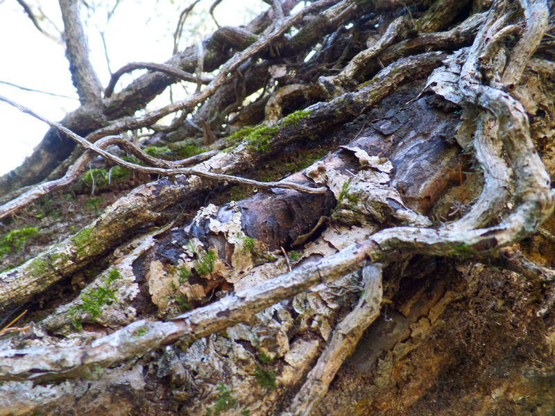 Brittle Branches of a tree