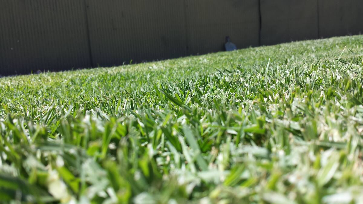 Beautiful St. Augustine grass