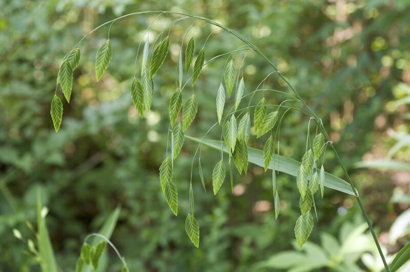 Chasmanthium_latifolium_Boyle_Park