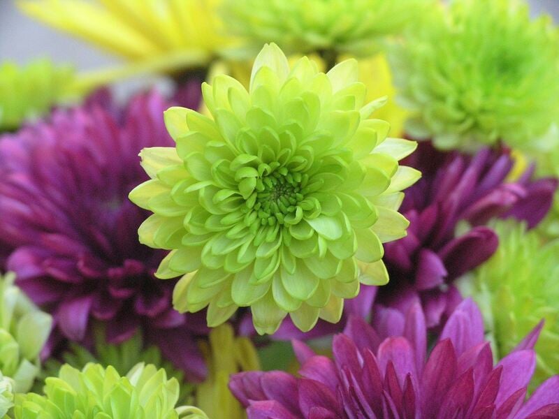 closeup of Chrysanthemums plant