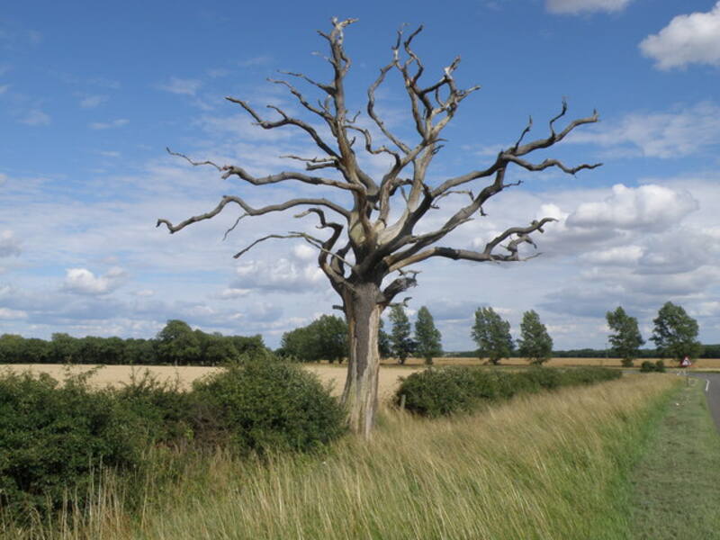 dead tree