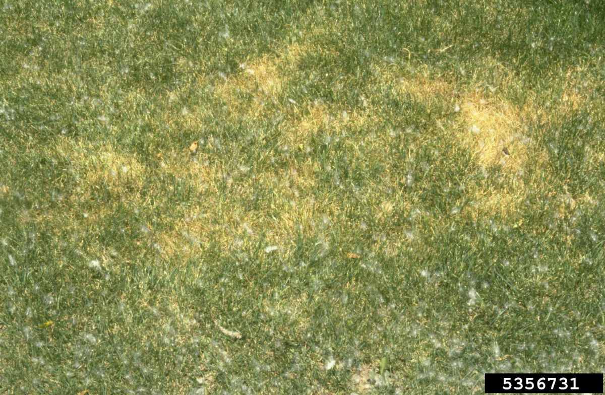 lawn damaged by Drechslera leaf spot