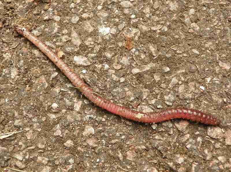 earthworm