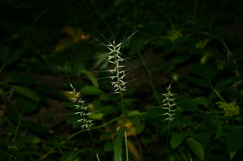 Bottlebrush (Elymus hystrix)