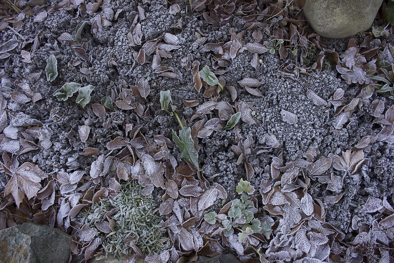 Frost heaves and leaves