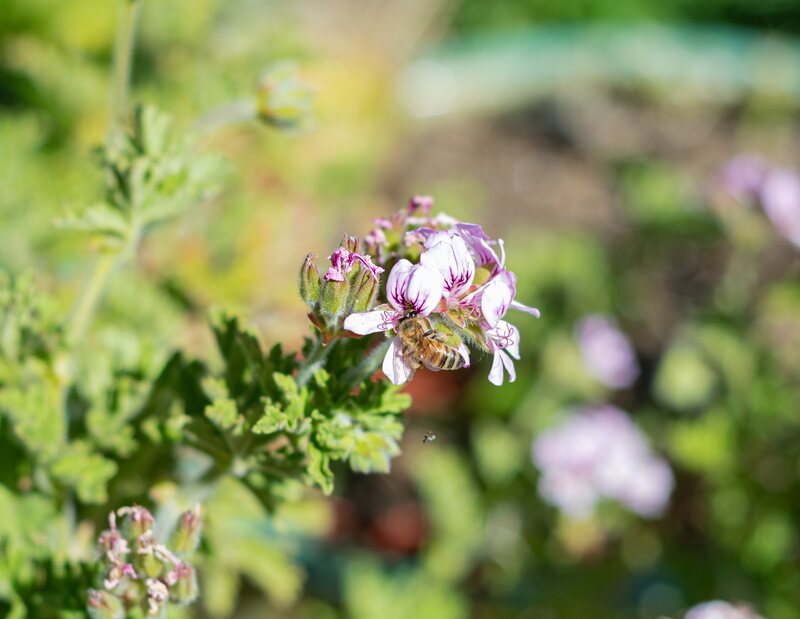 bee on flower