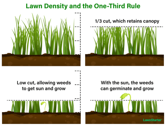 lawn density and one third rule illustration