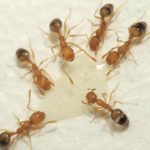 How to Get Rid of Pharaoh Ants