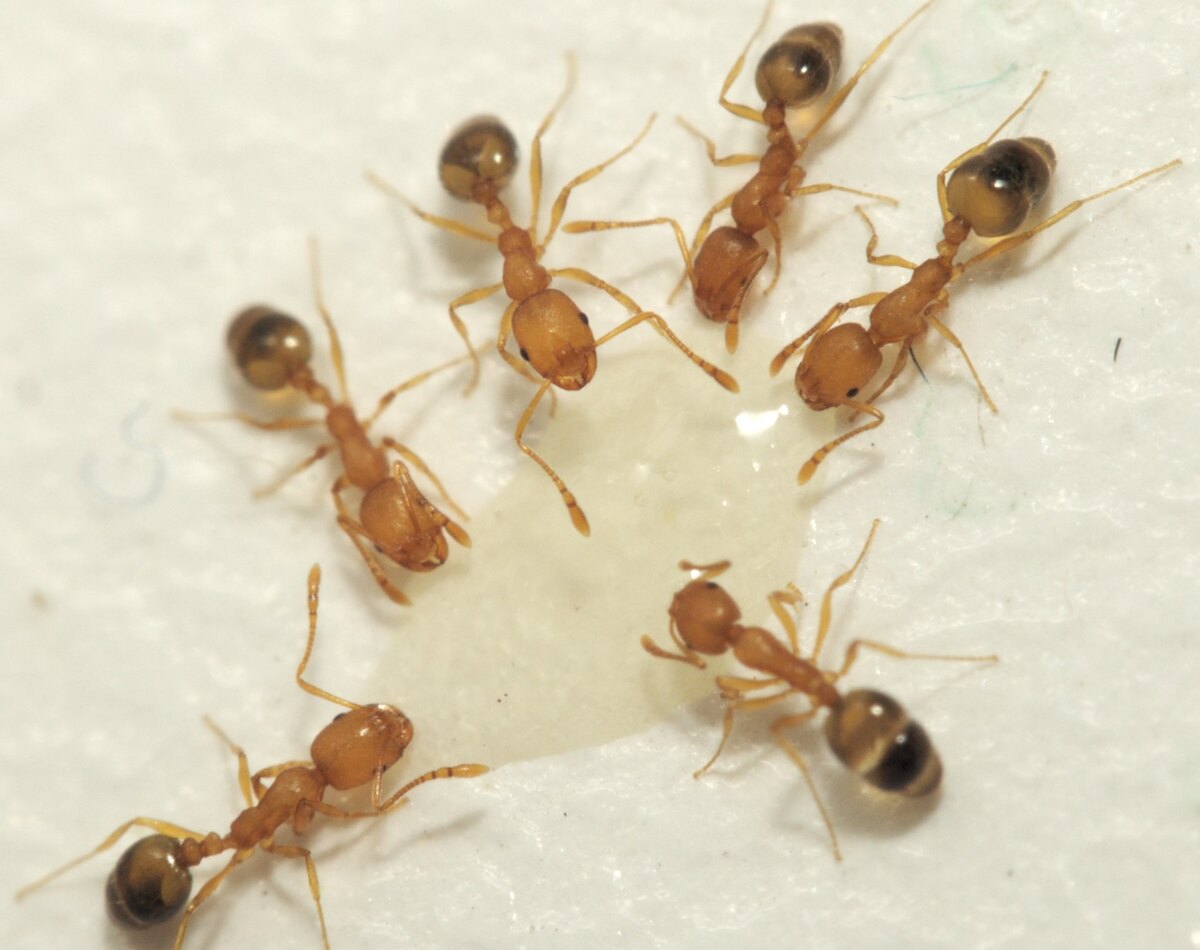 Pharaoh ant