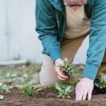 How Much Does it Cost to Plant a Tree in 2025?