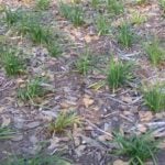 What are Grass Plugs and How to Use Them