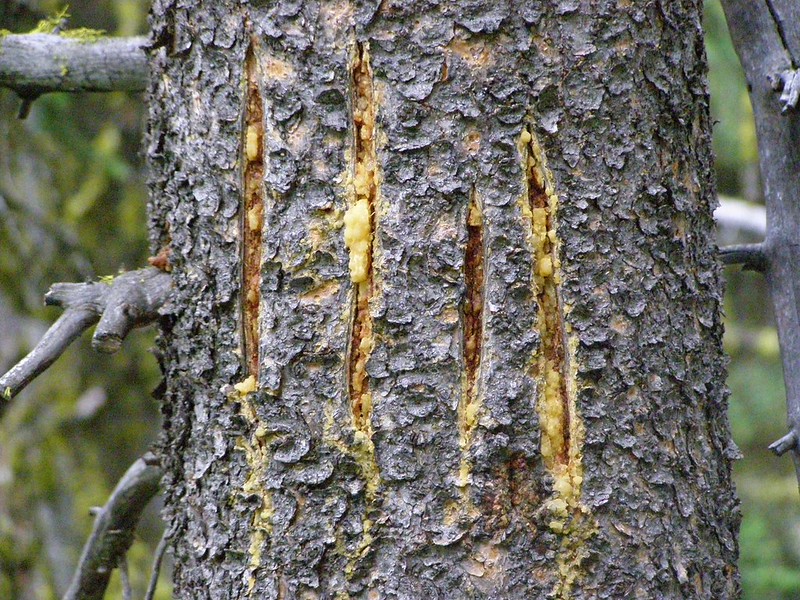 Tree With Bear Scratches