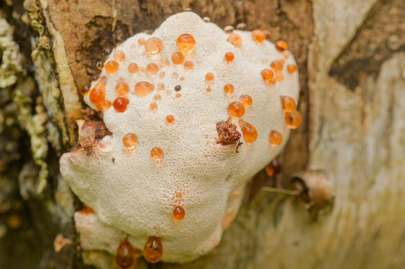 White fungust oozing on tree