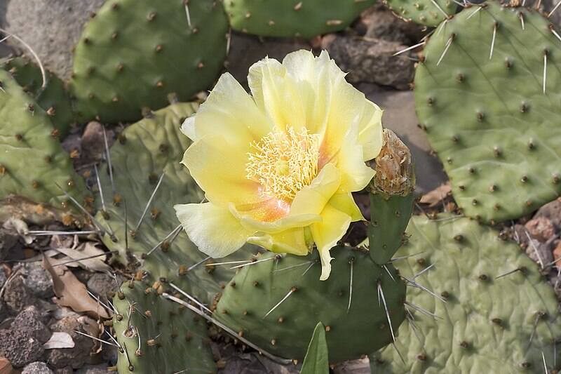 Opuntia.compressa