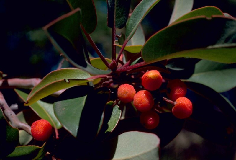Texas madrone