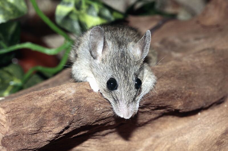 mouse