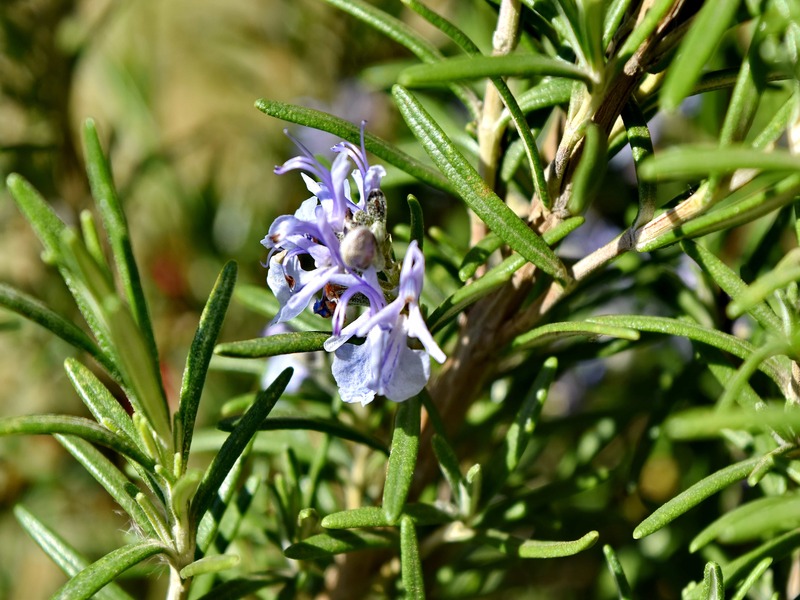 A rosemarry plant