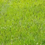 Bahiagrass Lawn Maintenance Guide