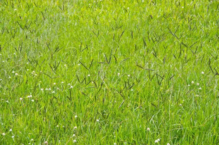 Field view of green Bahiagrass with seed heads and small wildflowers, showing tall natural grass growth outdoors.