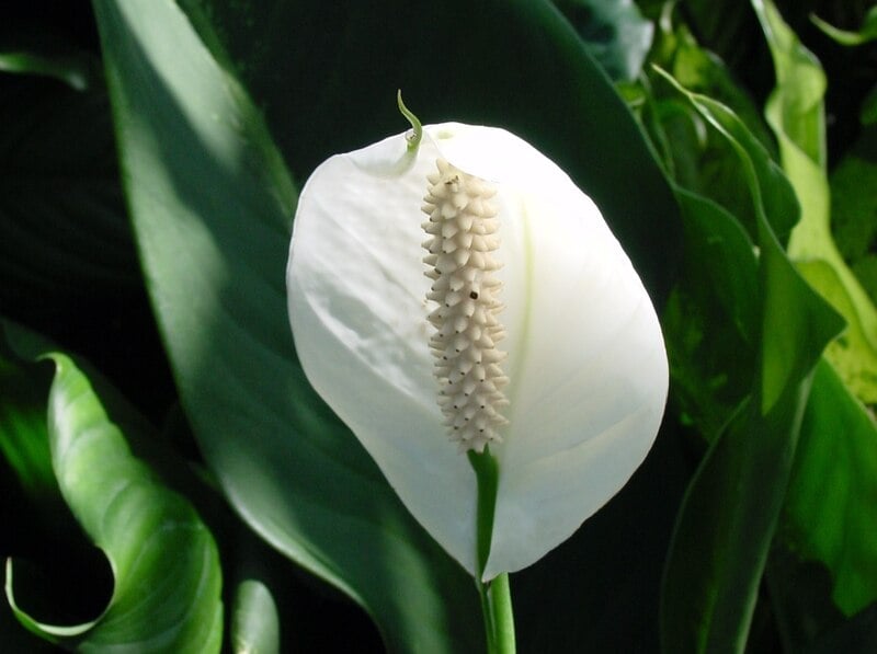 Peace Lily