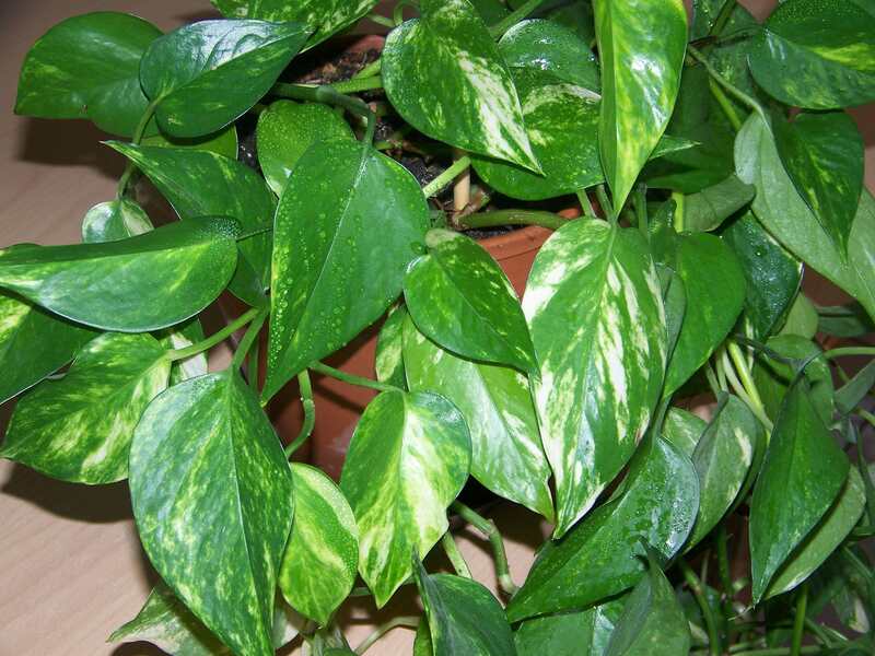 Pothos epipremnum