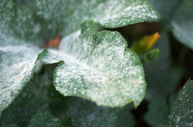 Powdery mildew on pumpkin leaves