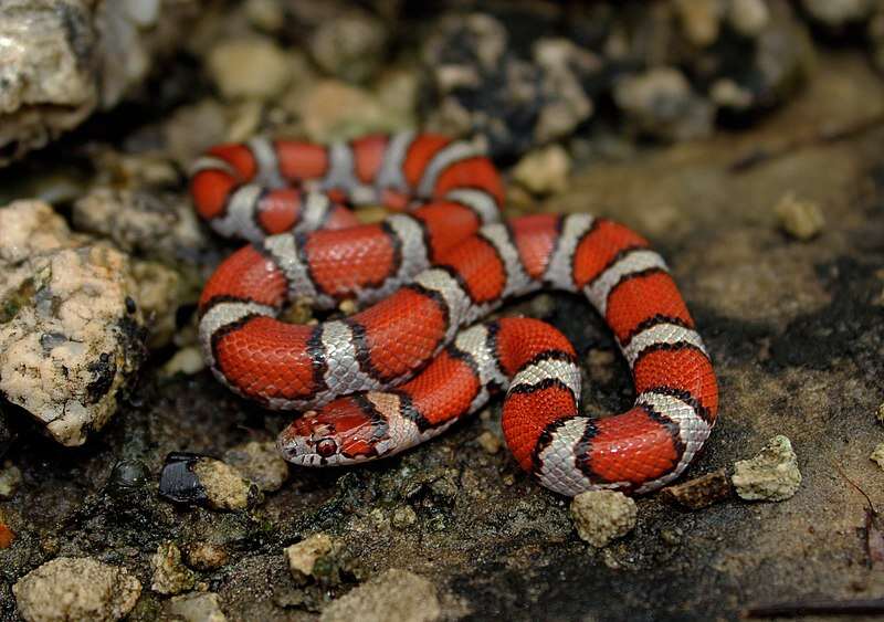 Red Milk Snake