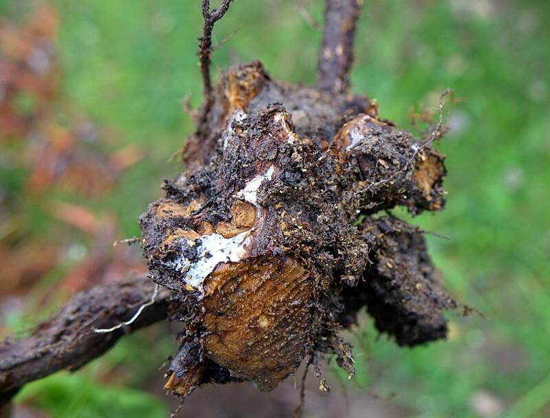 A Phytophthora Root Rot tree in a lawn